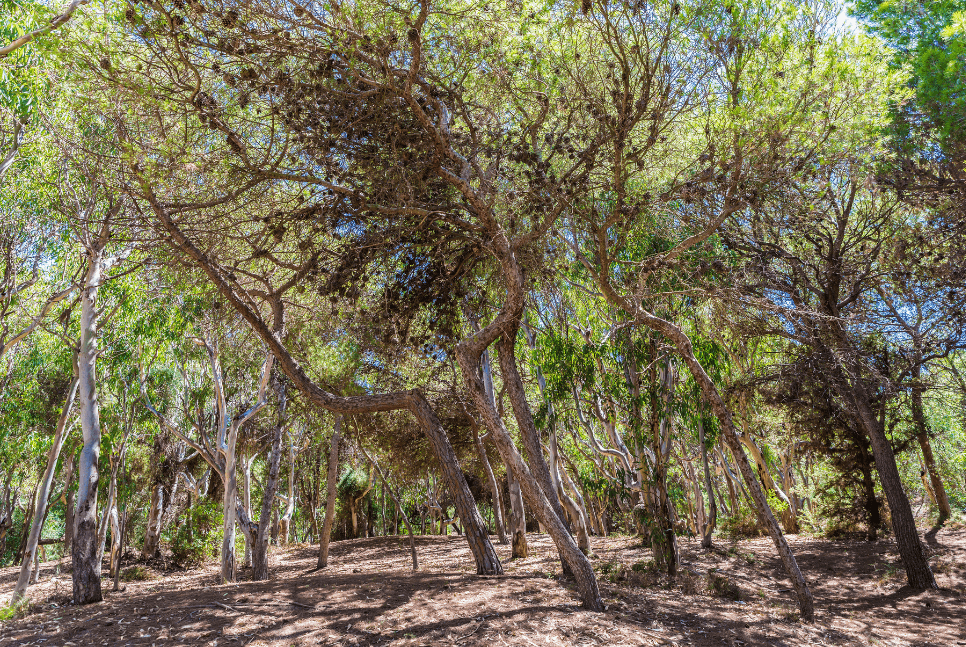 Sicilian forest