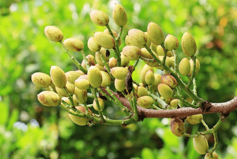 semi di pistacchio di bronte